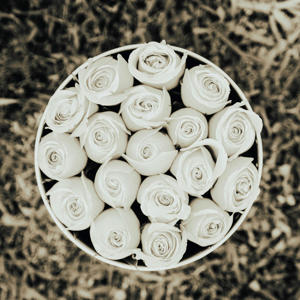 Passion Preserved White Roses XL - The Florist