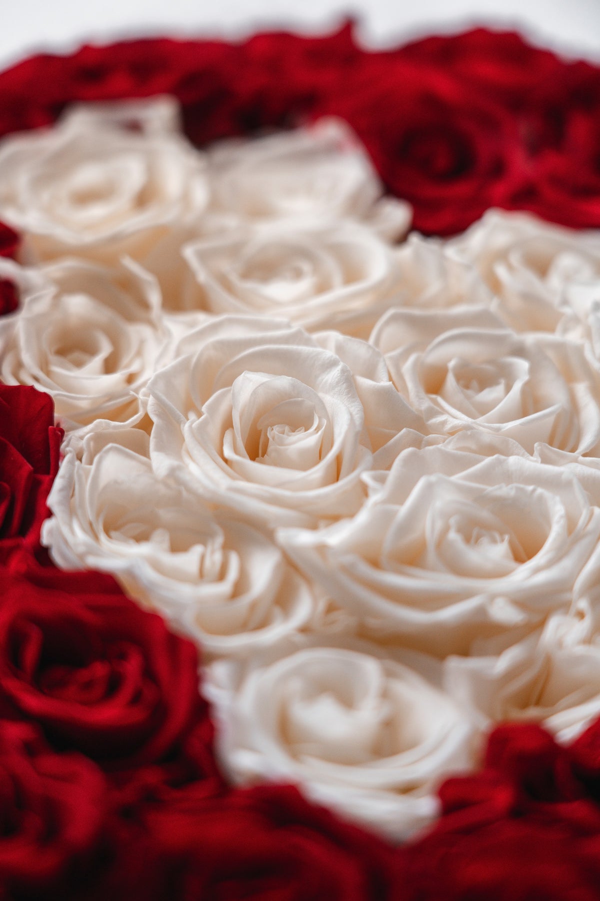Gros plan sur des roses blanches et rouges The Florist